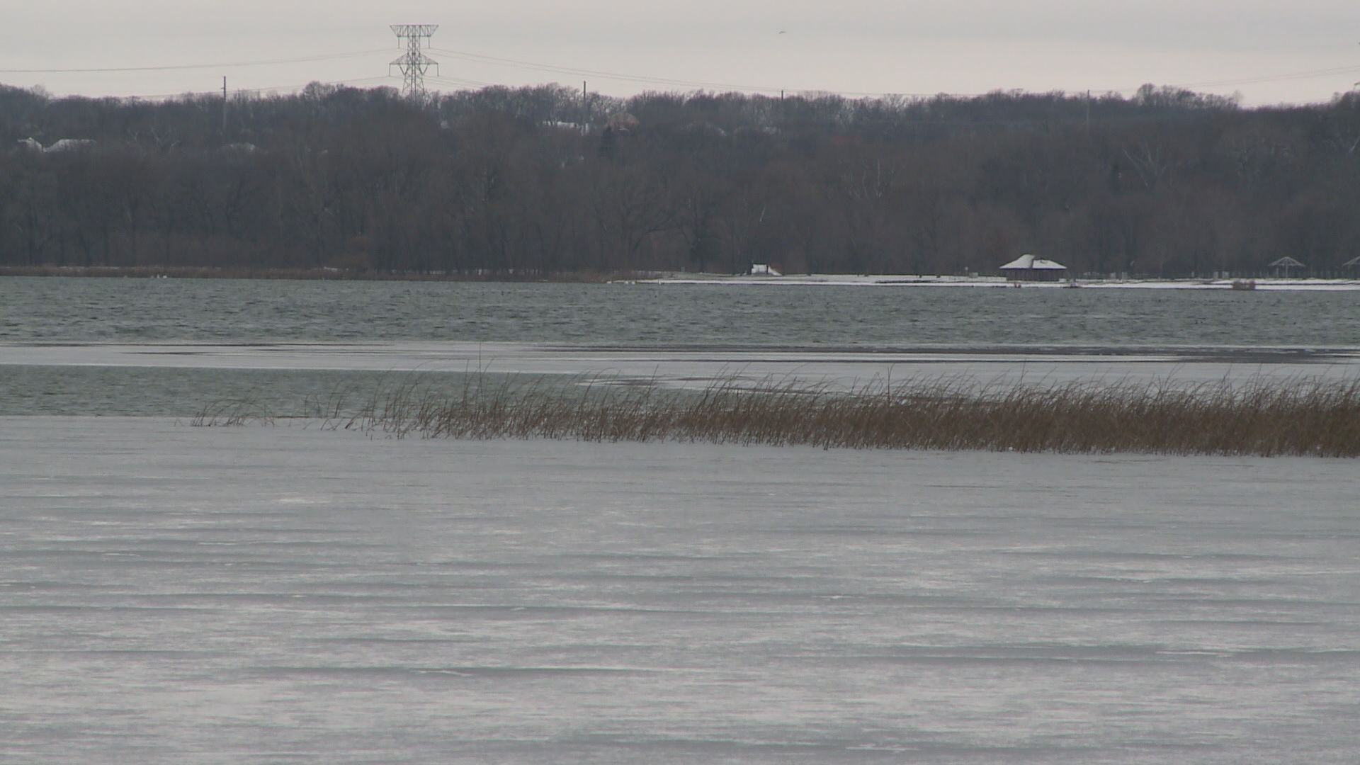 Zebra mussels confirmed in Medicine Lake
